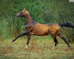 stallion Khair (Akhal-Teke, 1997, from Singapur)