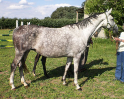 Zuchtstute Blanchette (Trakehner, 2001, von Suchard)