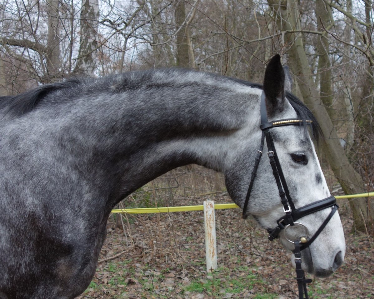 Springpferd Basmati (Trakehner, 2009, von Grafenstolz)