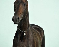 horse Djizia (Akhal-Teke, 2007, from Dagomys 9)