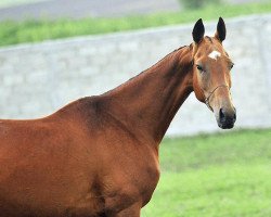 broodmare Sarir (Akhal-Teke, 2007, from Garausup)