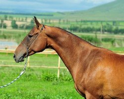 Pferd Gunia (Achal Tekkiner, 2007, von Amuzgi)