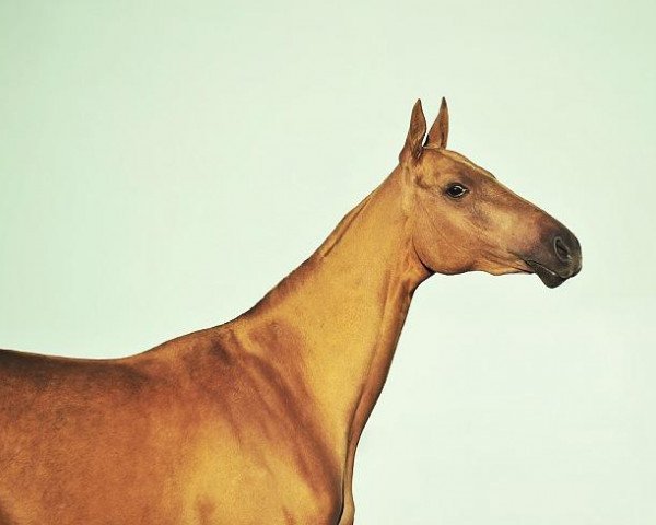 horse Korrida (Akhal-Teke, 2007, from Desmal 12)