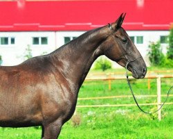 horse Adgara (Akhal-Teke, 2006, from Garausup)