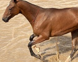 broodmare Sureja (Akhal-Teke, 2006, from Gjaurs)