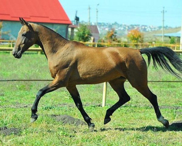 Zuchtstute Myargara (Achal Tekkiner, 2006, von Gjaurs)