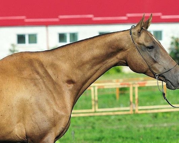 broodmare Mahmara (Akhal-Teke, 2006, from Makhtum)