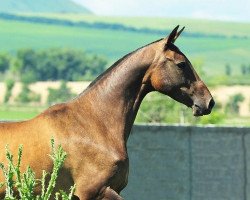 broodmare Katalpa-Nemo (Akhal-Teke, 2006, from Asman)