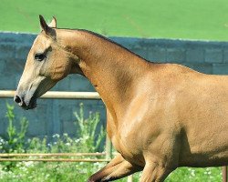 broodmare Khonobah (Akhal-Teke, 2006, from Garausup)