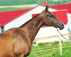 broodmare Dilmagara (Akhal-Teke, 2006, from Garaovlak)