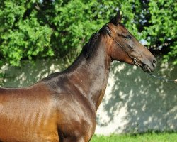 horse Siringarat (Akhal-Teke, 2006, from Garausup)