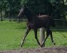 dressage horse Diatano's Duke von Warendorf (Westphalian, 2015, from Diatano)