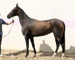 horse Karmen (Akhal-Teke, 2005, from Melesur)