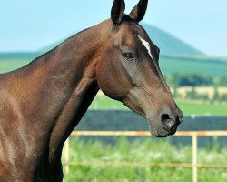 broodmare Arfa-Nemo (Akhal-Teke, 2005, from Asman)