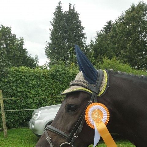 dressage horse Shorty Shadow (German Riding Pony, 2013, from Strahlemann)