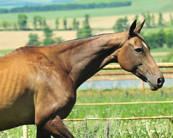 broodmare Kalahari (Akhal-Teke, 2004, from Asman)