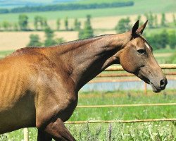 broodmare Kalahari (Akhal-Teke, 2004, from Asman)