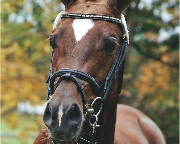 dressage horse Don Davidoff 5 (German Riding Pony, 2003, from Don Joshi)