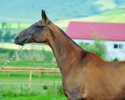 broodmare Sidneja (Akhal-Teke, 2003, from Dargan 3)