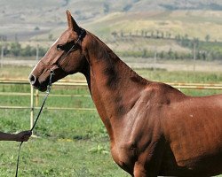 broodmare Arafat-Gubden (Akhal-Teke, 2003, from Manas)