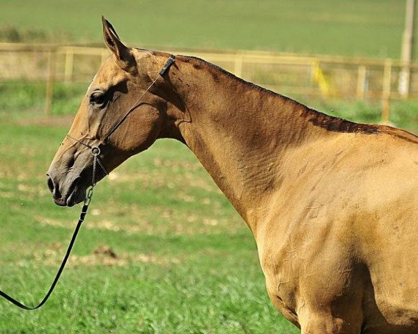 broodmare Ummai-Shael (Akhal-Teke, 2002, from Gayaz)