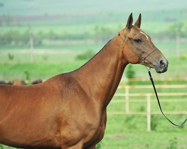 broodmare Plastika (Akhal-Teke, 2002, from Murgab)