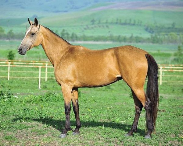 broodmare Dilma (Akhal-Teke, 2001, from Mangyt)