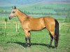 broodmare Dilma (Akhal-Teke, 2001, from Mangyt)