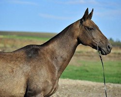 broodmare Gissa (Akhal-Teke, 2000, from Serasker)