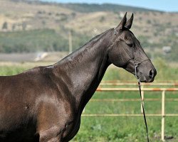 broodmare Purga (Akhal-Teke, 1999, from Galabeg)