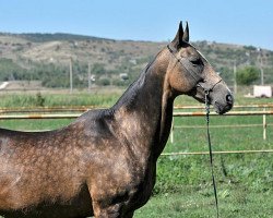 broodmare Sohbet (Akhal-Teke, 1999, from Orlan)