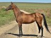 broodmare Gunorta (Akhal-Teke, 1999, from Khutor)