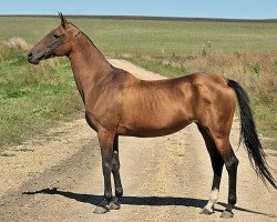 broodmare Gunorta (Akhal-Teke, 1999, from Khutor)