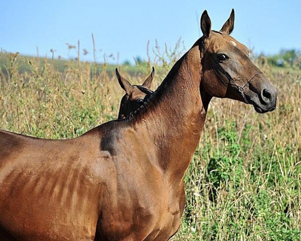 broodmare Siringa (Akhal-Teke, 1999, from Adat)