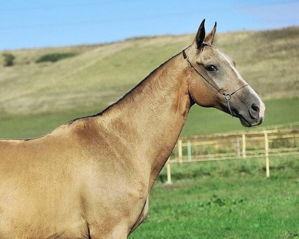 broodmare Mechta (Akhal-Teke, 1998, from Alaman)