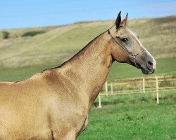 broodmare Mechta (Akhal-Teke, 1998, from Alaman)