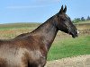 broodmare Triada (Akhal-Teke, 1997, from Dasht)