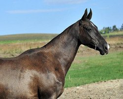 broodmare Triada (Akhal-Teke, 1997, from Dasht)