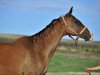 broodmare Suiperi (Akhal-Teke, 1994, from Polot)