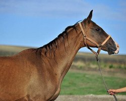 broodmare Suiperi (Akhal-Teke, 1994, from Polot)