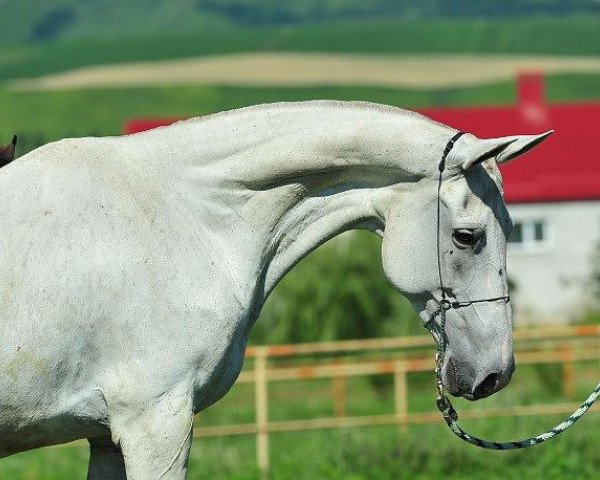 broodmare Adita (Akhal-Teke, 1993, from Anchar)