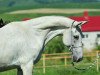 broodmare Adita (Akhal-Teke, 1993, from Anchar)