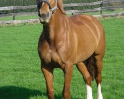 jumper Vossebes (KWPN (Royal Dutch Sporthorse), 2002, from Sit This One Out xx)