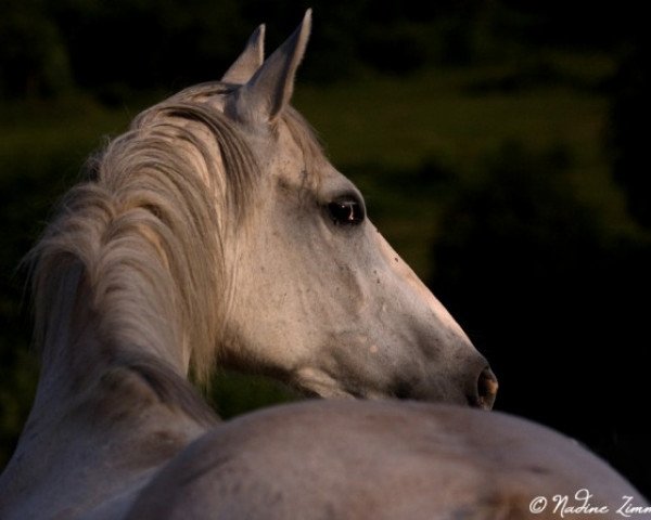 broodmare Gabrina (Zweibrücken, 1999, from Genf)