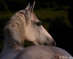 broodmare Gabrina (Zweibrücken, 1999, from Genf)