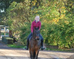 dressage horse Roncalli (unknown,  )