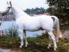 stallion Lasso (Hanoverian, 1961, from Lateran)