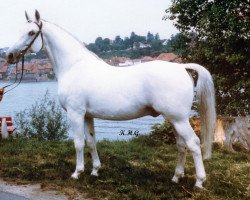 stallion Lasso (Hanoverian, 1961, from Lateran)