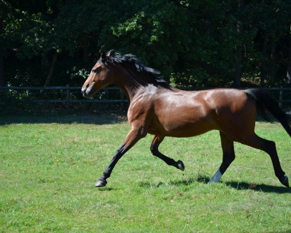 Springpferd Carat 109 (Dänisches Warmblut, 2001, von Carano)