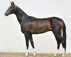 horse Sapsan (Akhal-Teke, 2008, from Saivan)